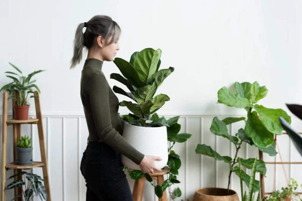 Plantes d'intérieur : les alliées incontournables d'un salon design